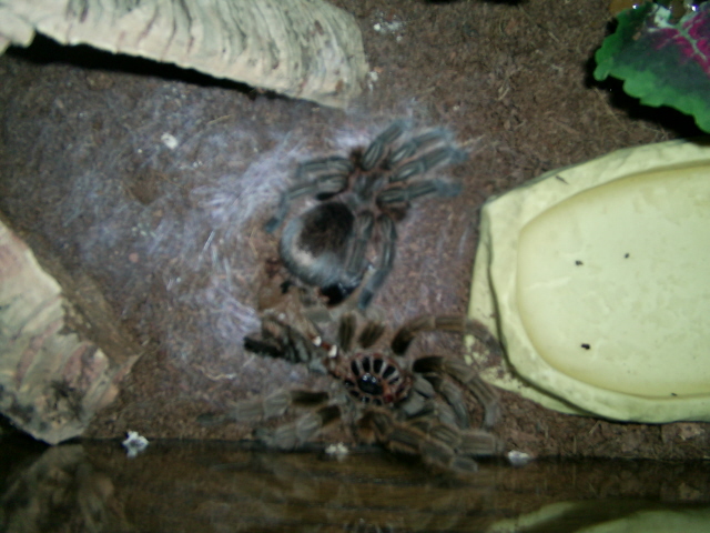 After the molt