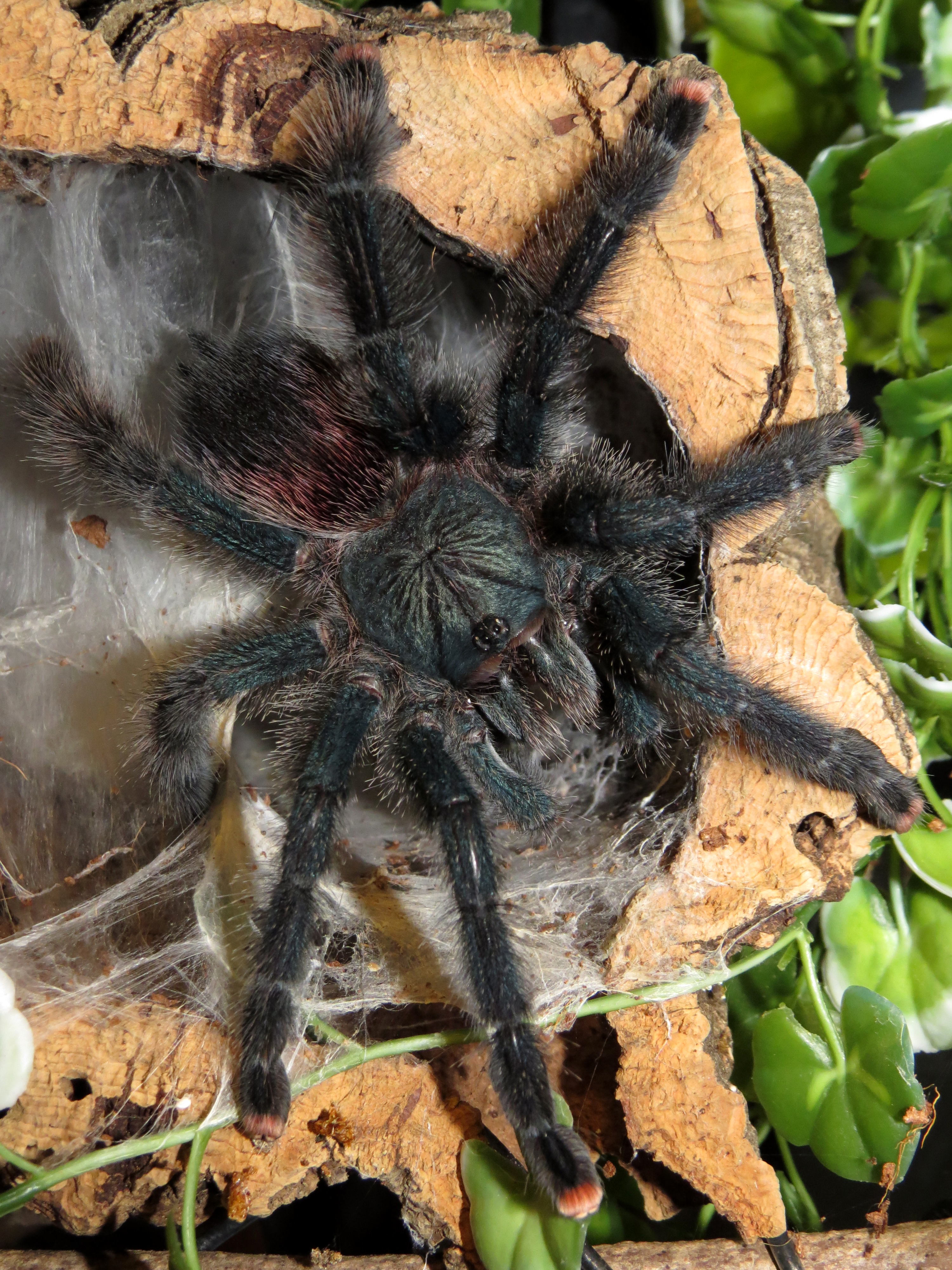 Afternoon Snack on the Porch (♀ Avicularia avicularia 5") 2/2