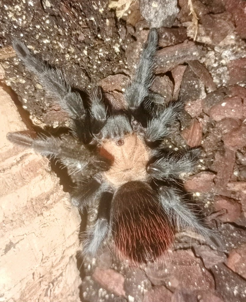 Albiceps post-moult