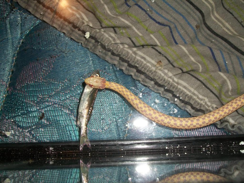 Albino checkered garter snake