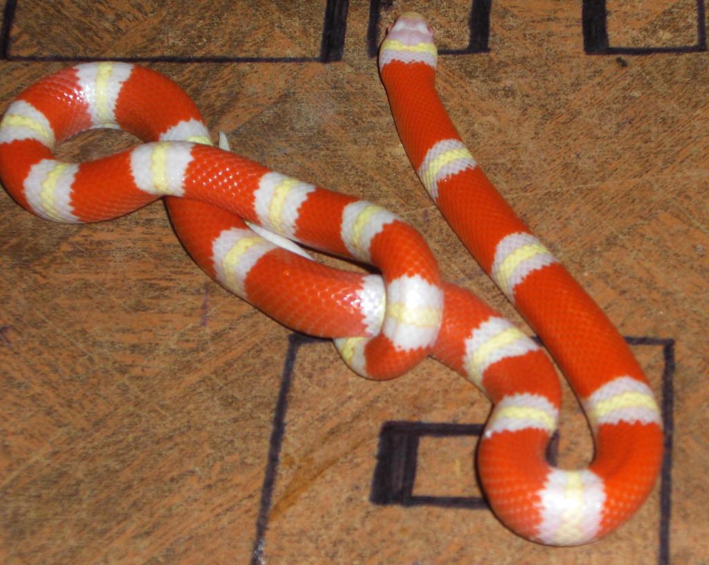 albino nelson's milksnake