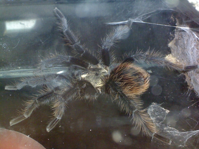 albopilosum or albogans