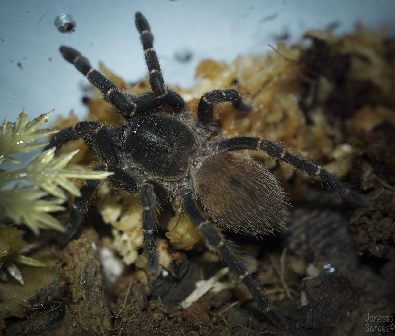 Ami sp. Panama Sub-Adult/Adult Female