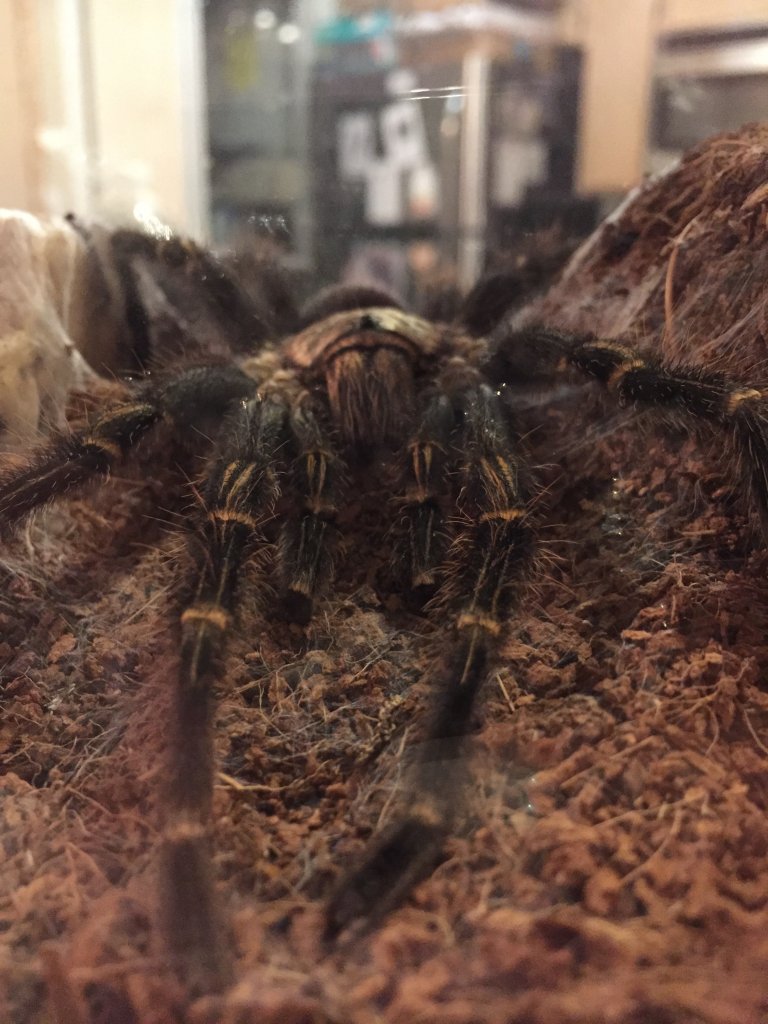 an attempt at an artsy picture of my g.pulchripes