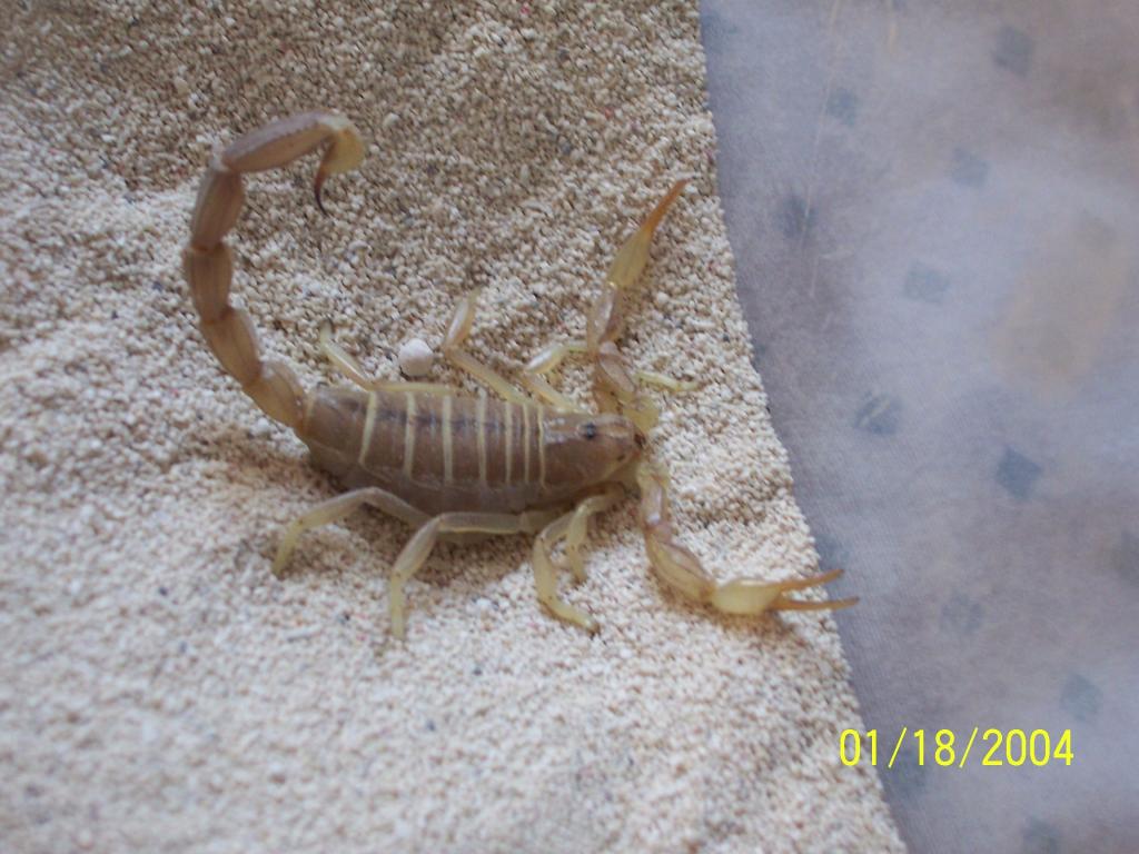 Androctonus amoreuxi(Egypt)