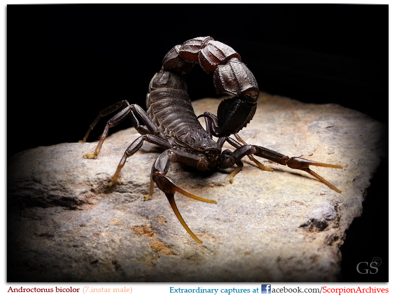 Androctonus bicolor 7.instar adult male