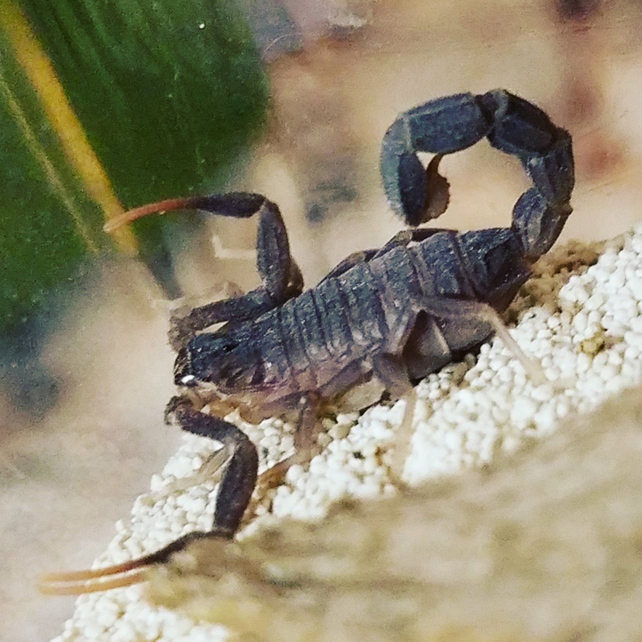 Androctonus mauretanicus 3i