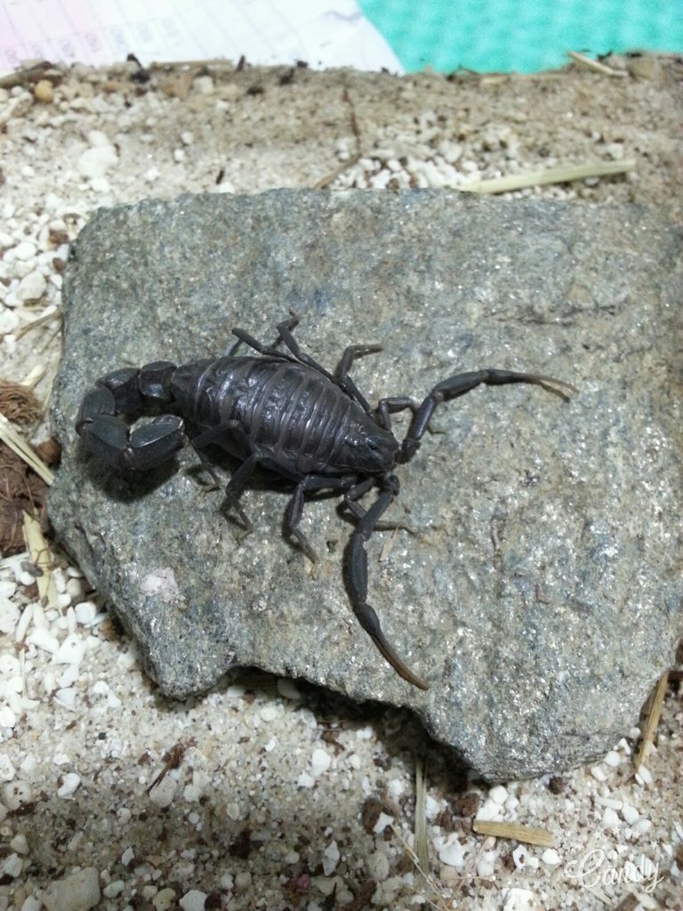 Androctonus sergenti