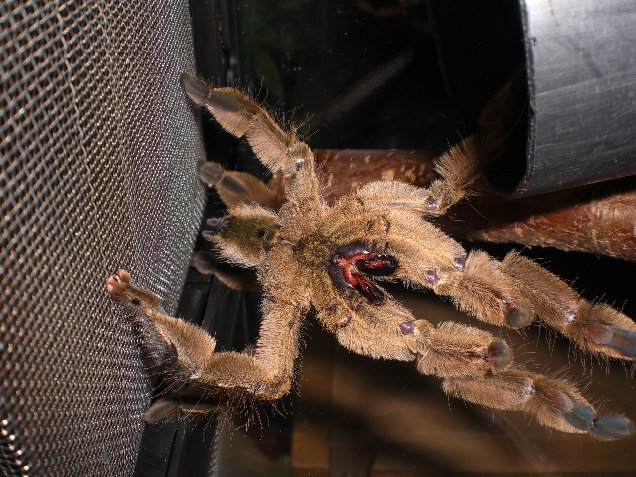 angry Stromatopelma calceata