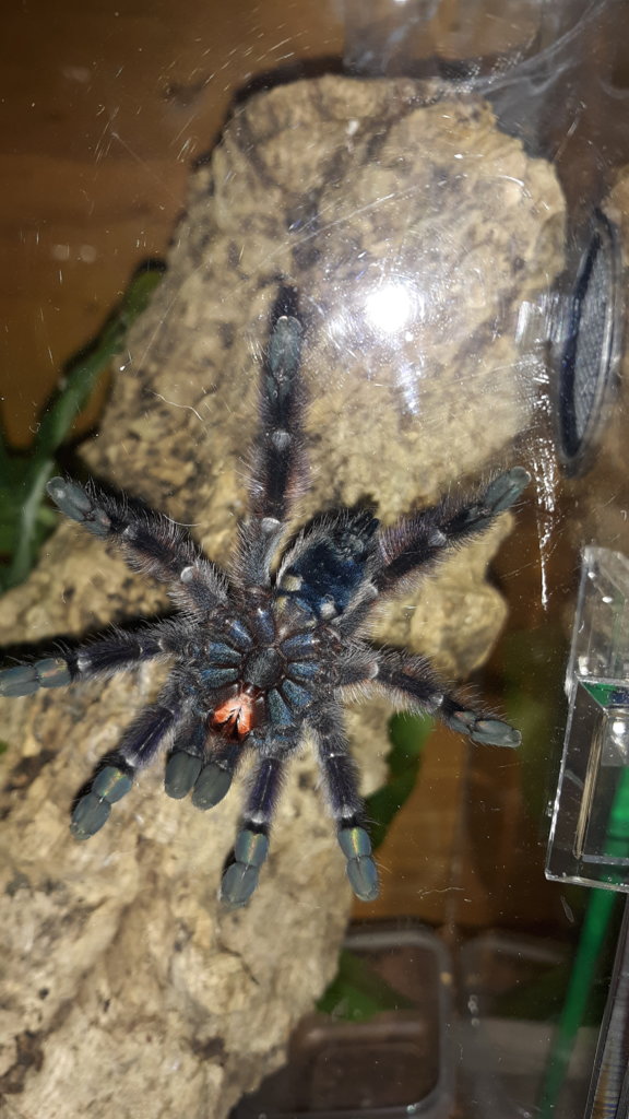 Another C. versicolor