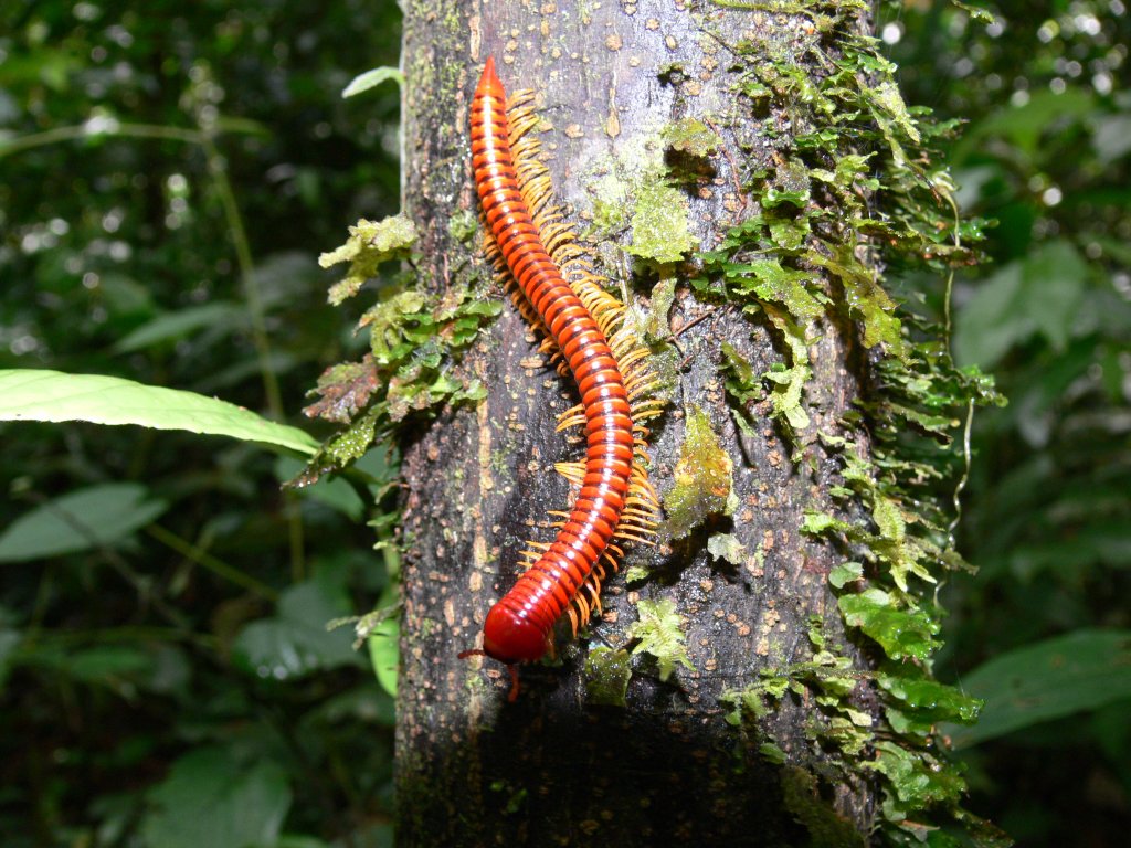 Another one from Borneo!