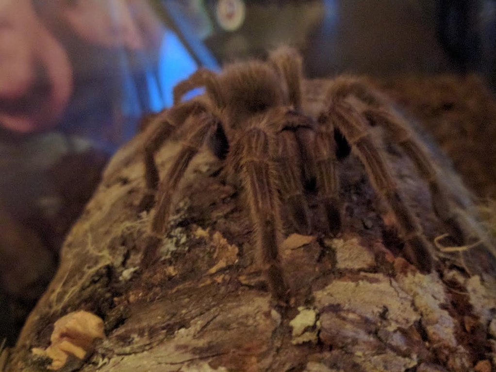 Another shot of my new grammostola