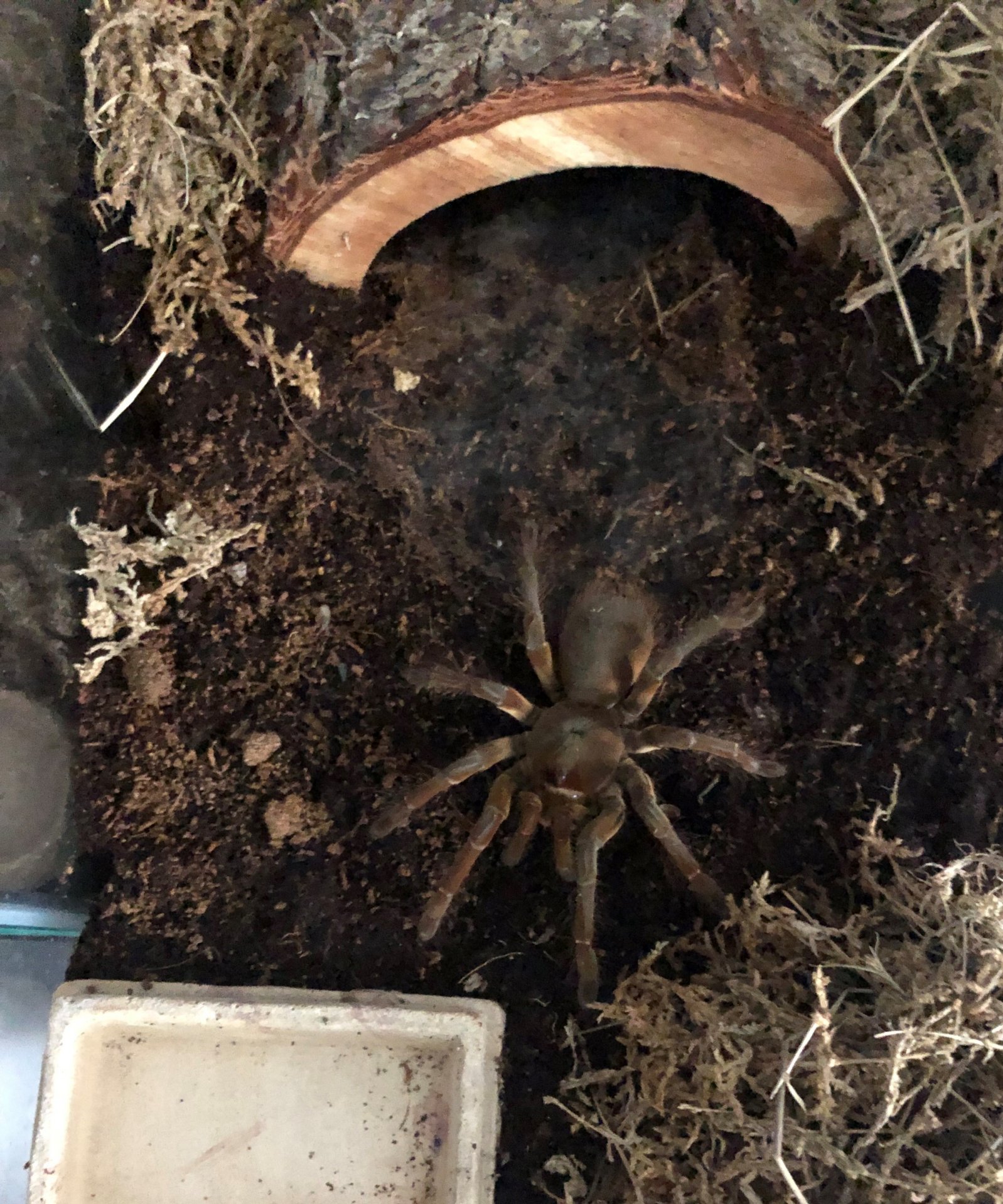 Antheia (0.1 6" T. stirmi)