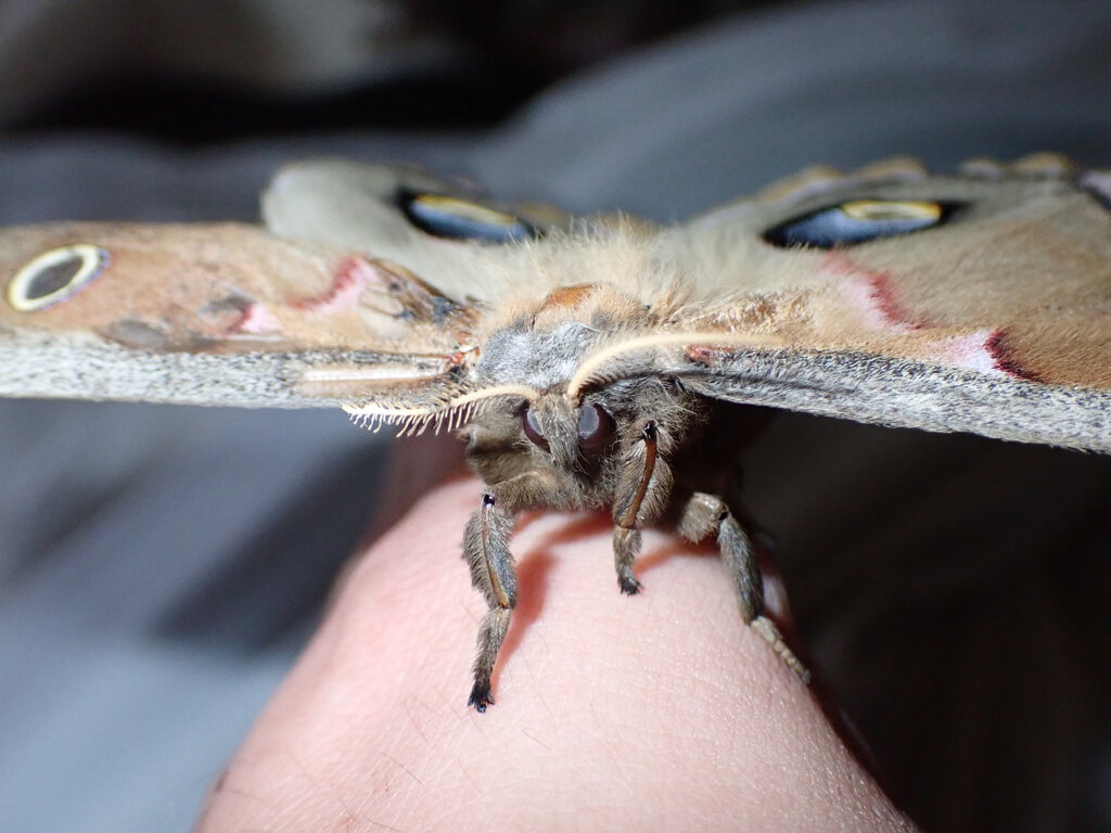 Antheraea polyphemus moth female