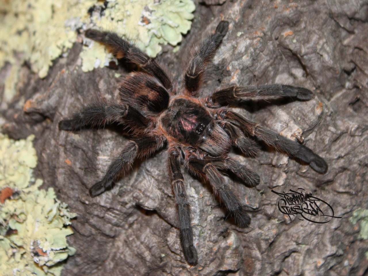 Antillena rickwesti