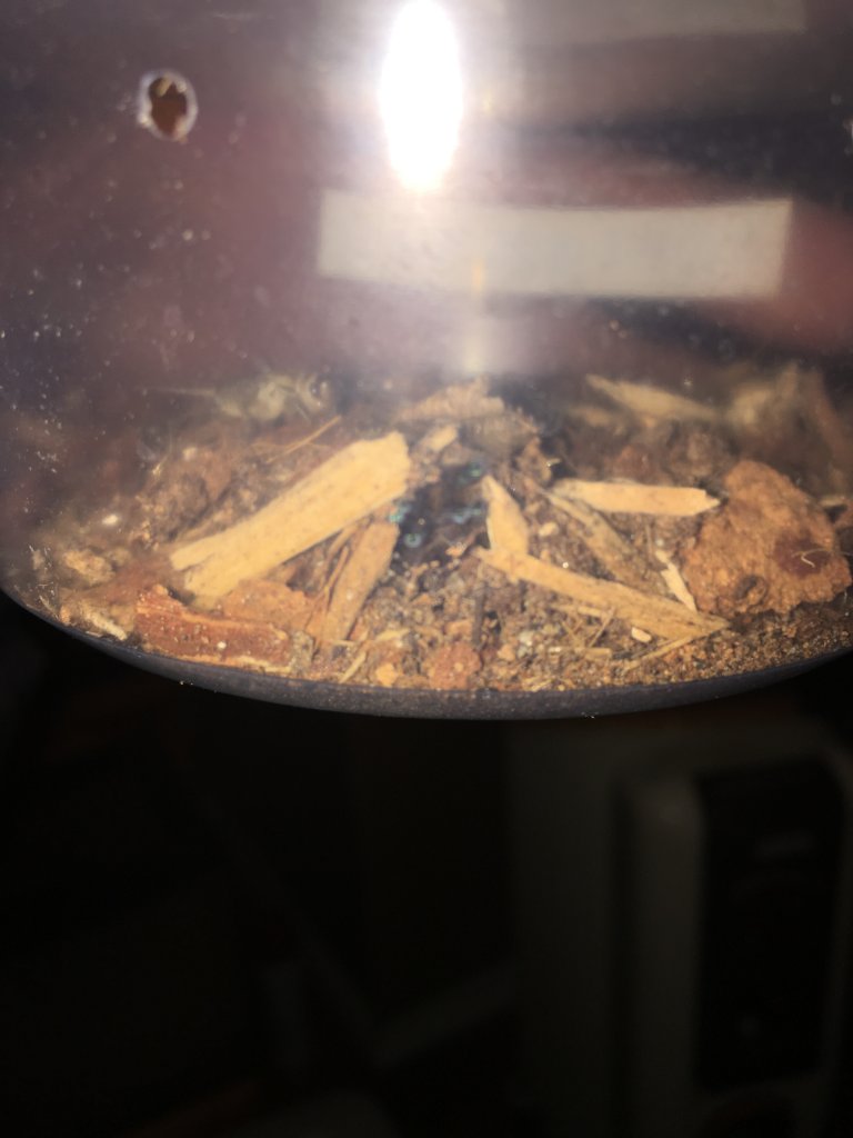 any advice on obt sling?