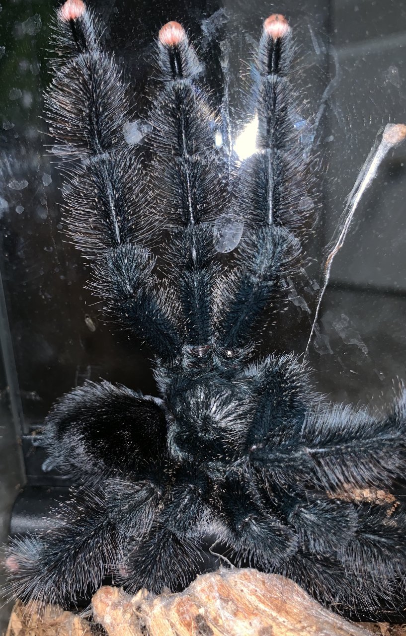 Any ideas why several T’s are molting at the same time? A. Avicularia M1 Now a MM