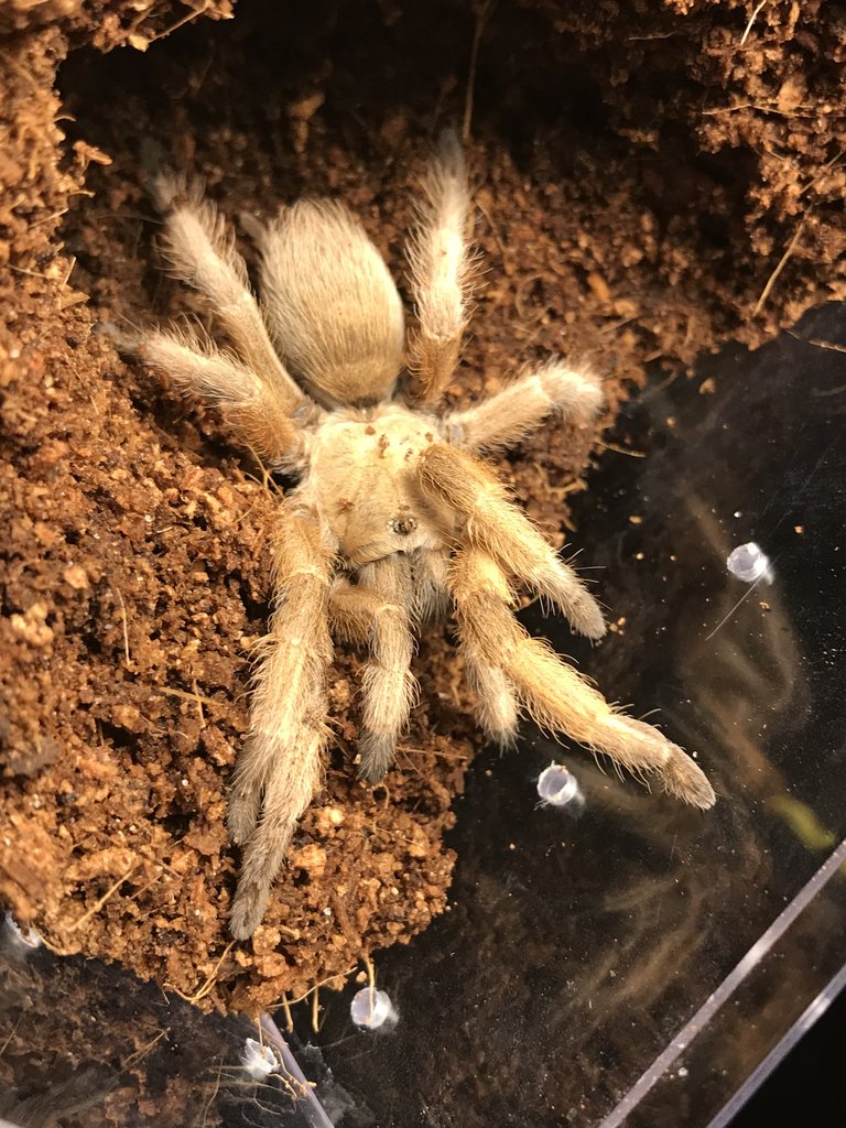 Aphnopelma moderatum