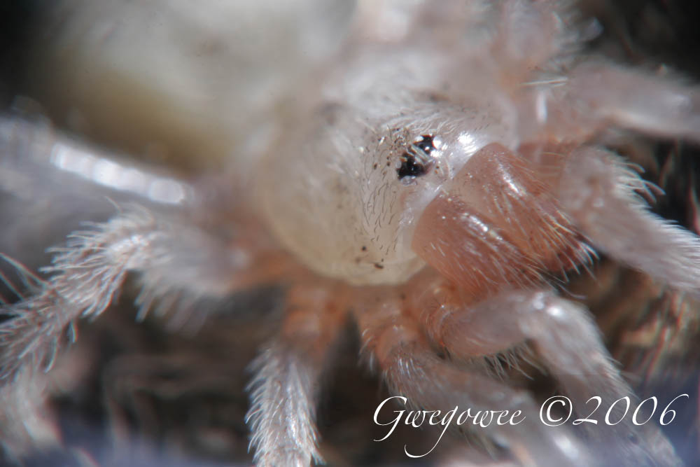 Aphonopelma anax