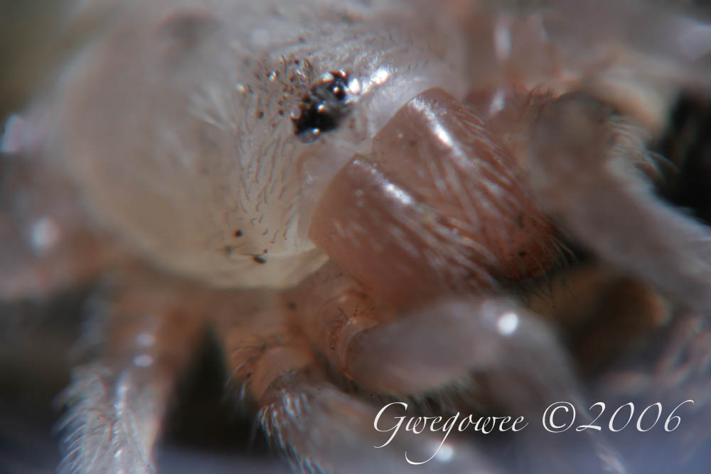 Aphonopelma anax