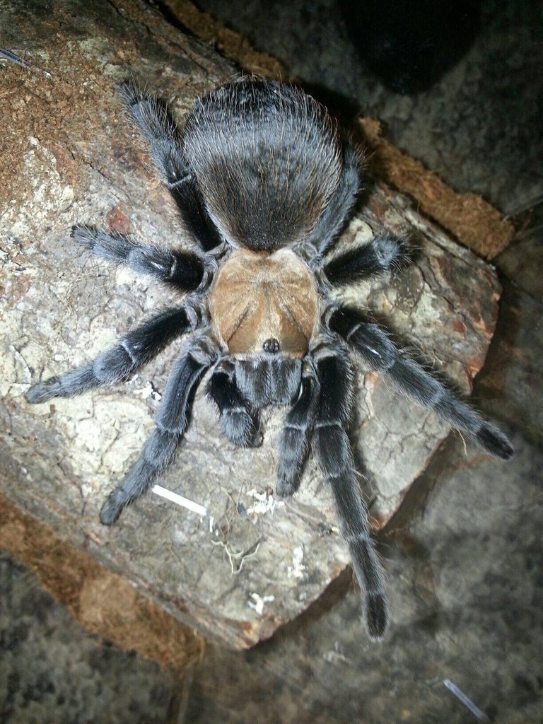 Aphonopelma anax