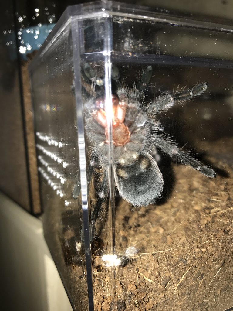 Aphonopelma anax