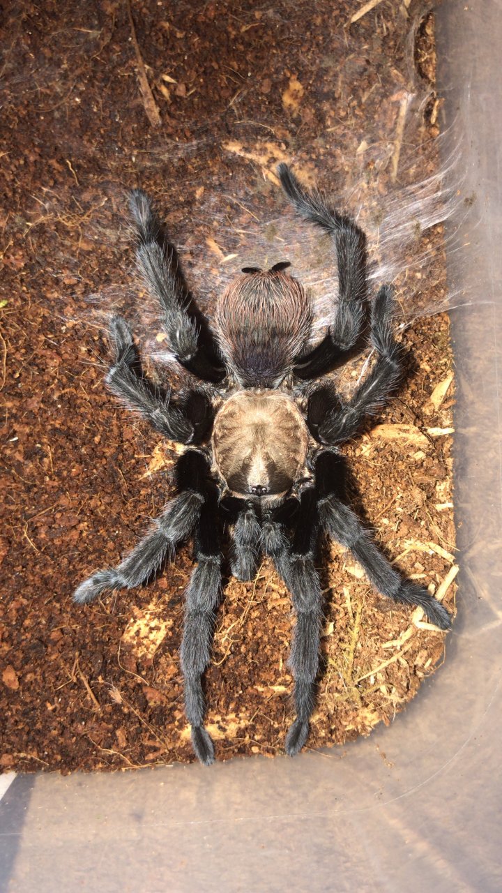 Aphonopelma anax