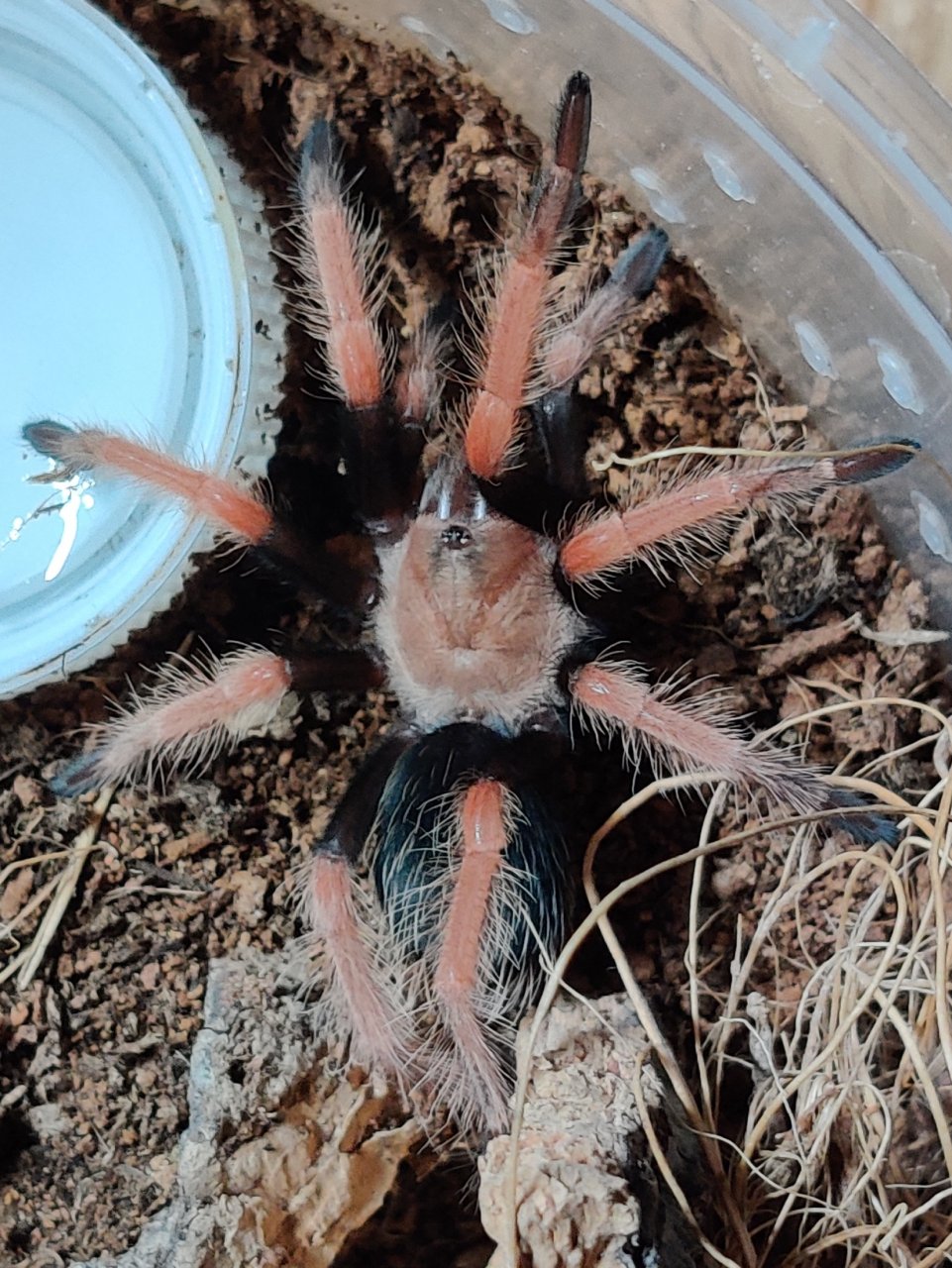 Aphonopelma bicoloratum? [2/2]