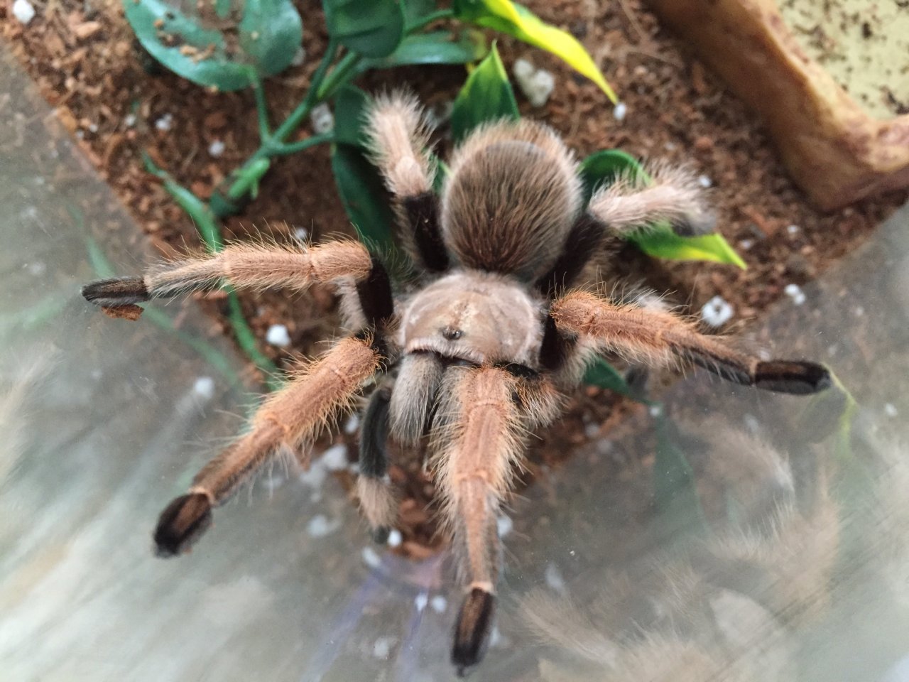 Aphonopelma chalcodes 4" F