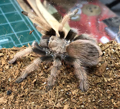 Aphonopelma Chalcodes F