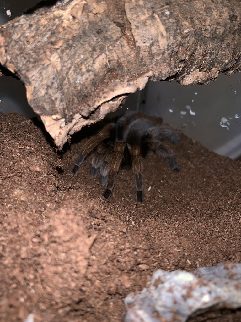 Aphonopelma Chalcodes now? [2/2]