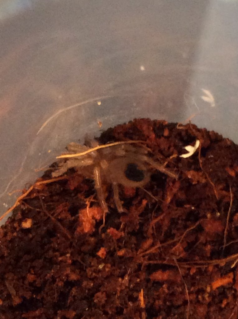 Aphonopelma Chalcodes Sling 0.5"