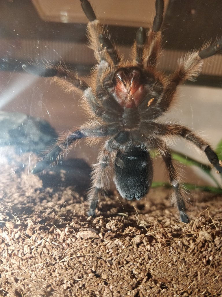 Aphonopelma chalcodes [ventral sexing]