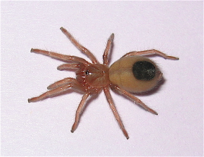 Aphonopelma chalcodes