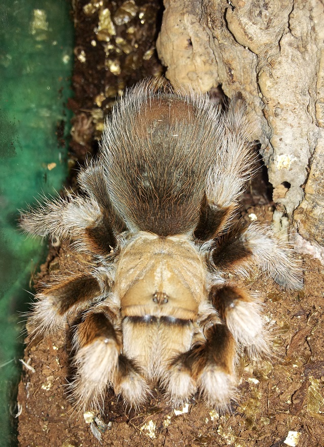 aphonopelma chalcodes