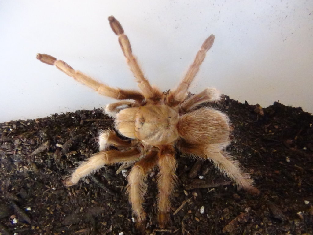 Aphonopelma chalcodes