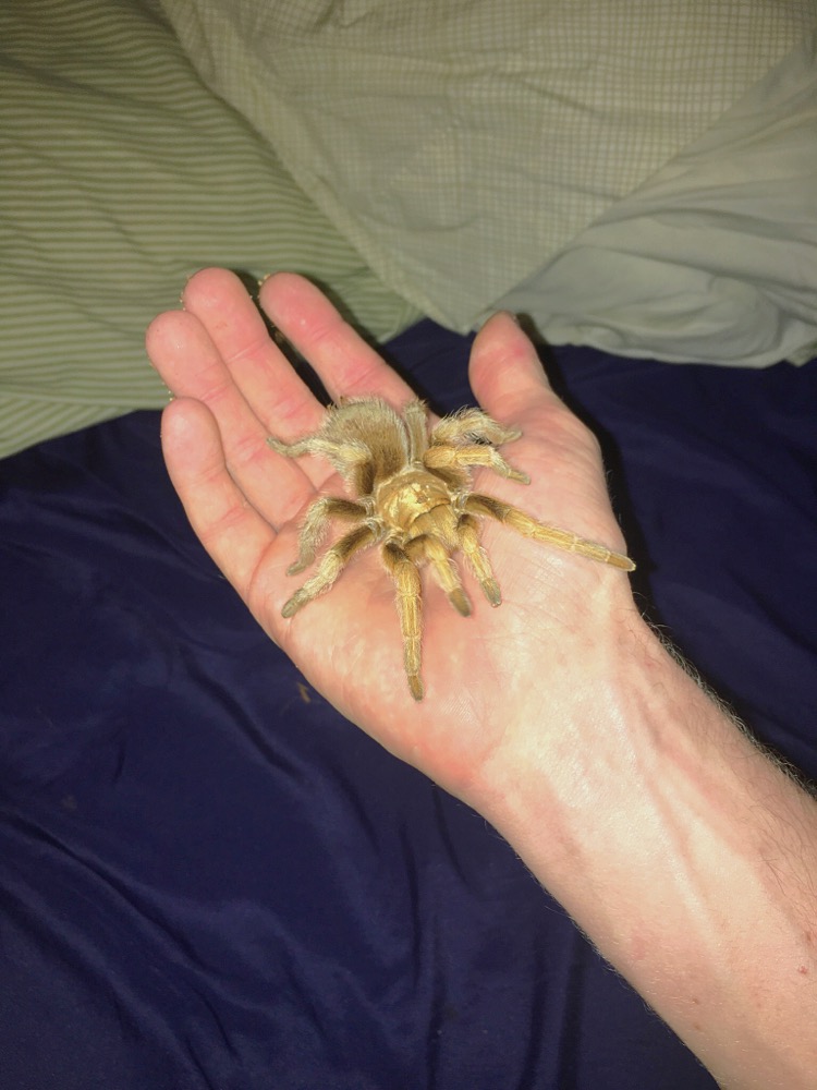 Aphonopelma Chalcodes