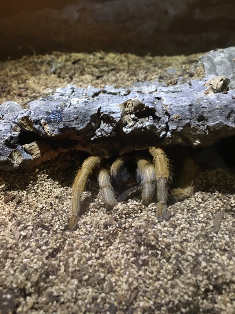 Aphonopelma Chalcodes