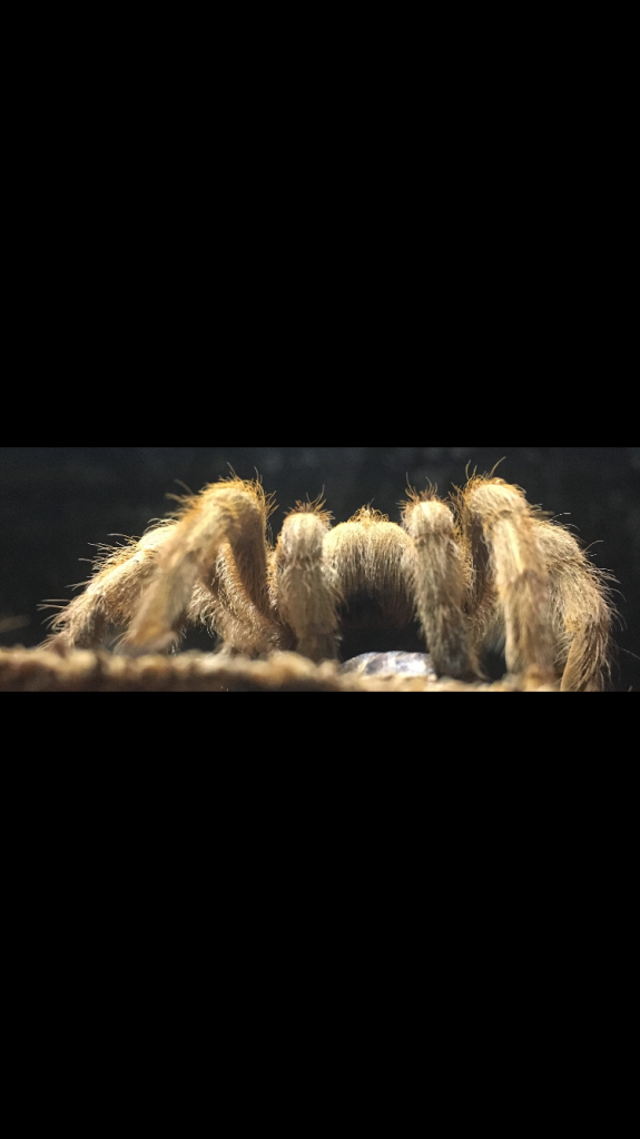 Aphonopelma Chalcodes