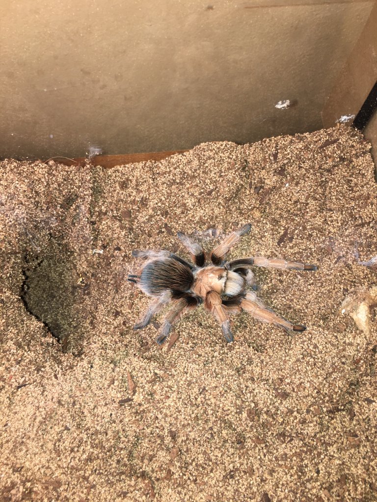 Aphonopelma Chalcodes