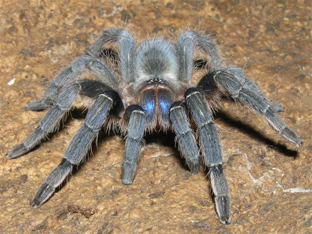 Aphonopelma crinirufum