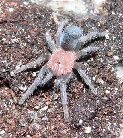 Aphonopelma crinirufum