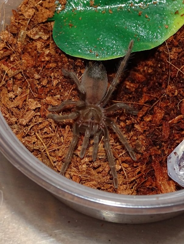 Aphonopelma eutylenum