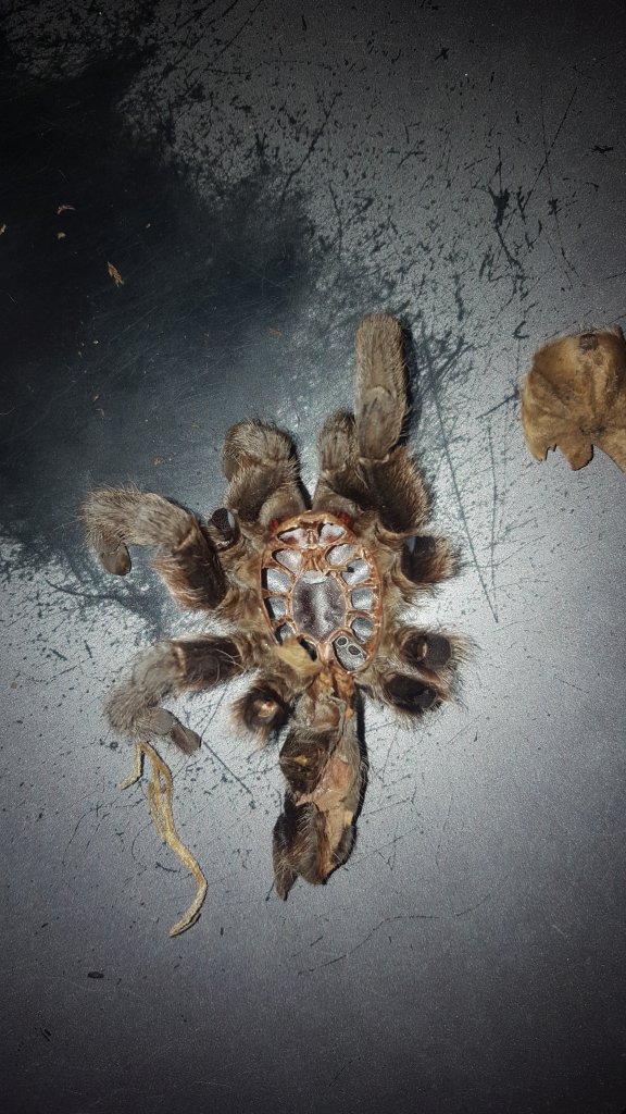 Aphonopelma hentzi [molt sexing] [1/2]