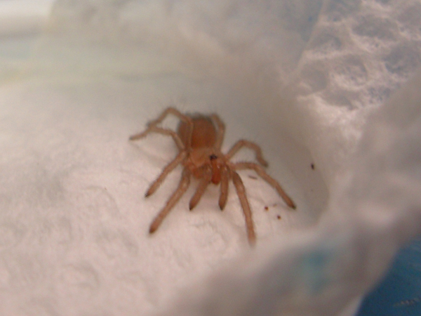 Aphonopelma hentzi spiderling