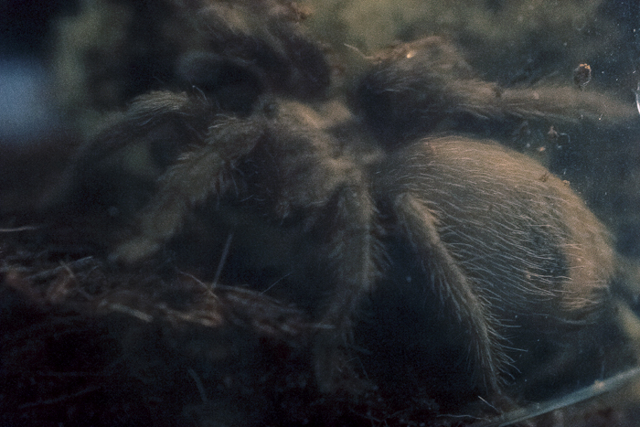 Aphonopelma hentzi