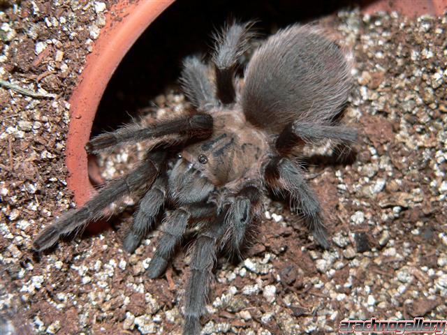 Aphonopelma hentzi