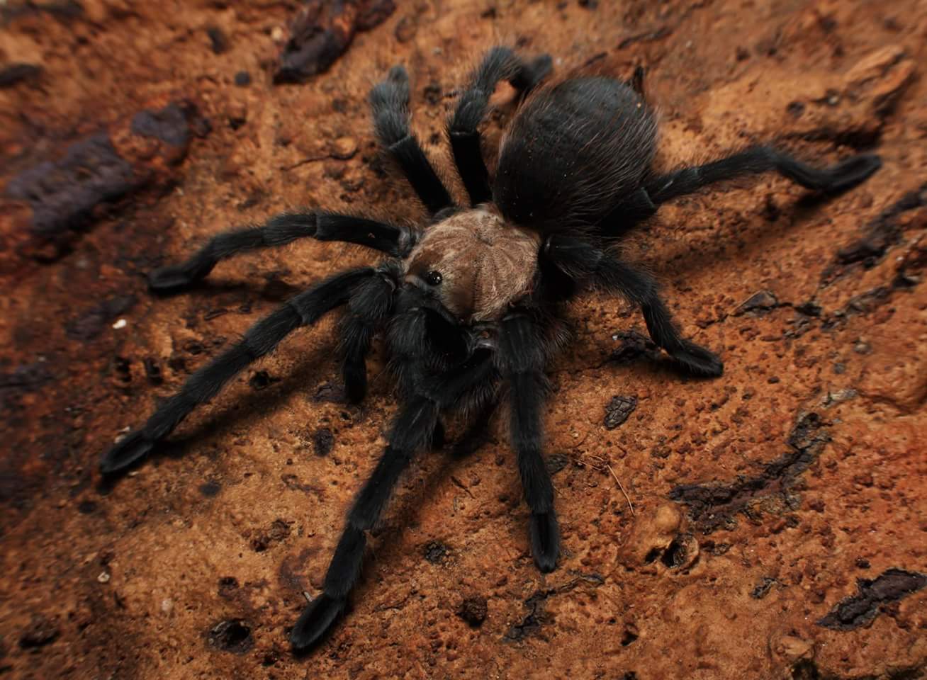 Aphonopelma hentzi