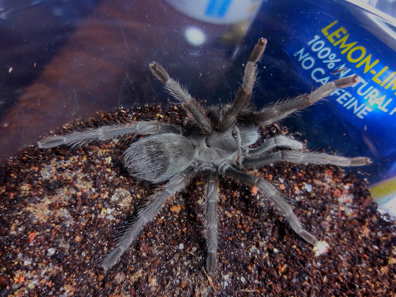 Aphonopelma icenoglei