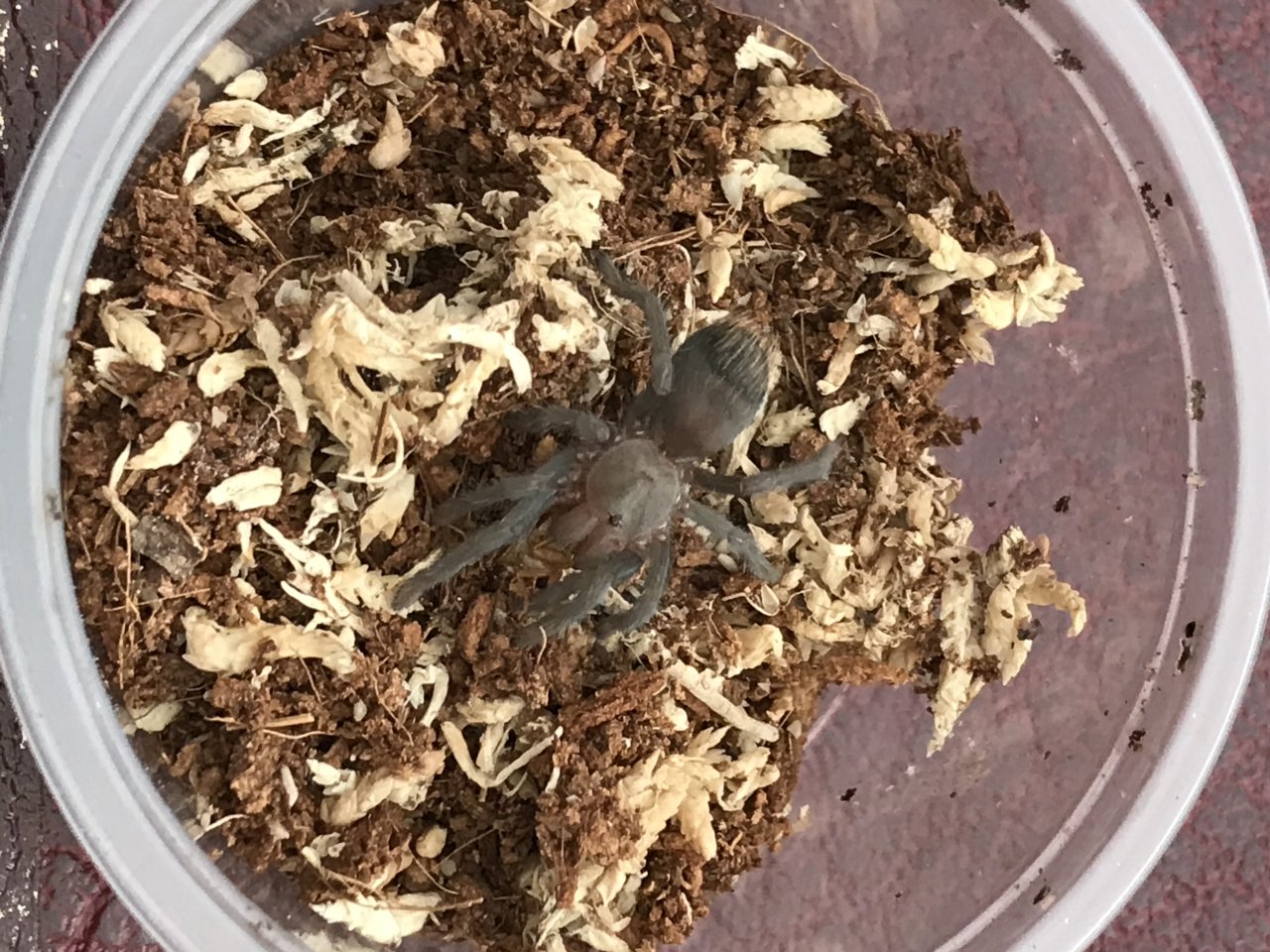 Aphonopelma marxi